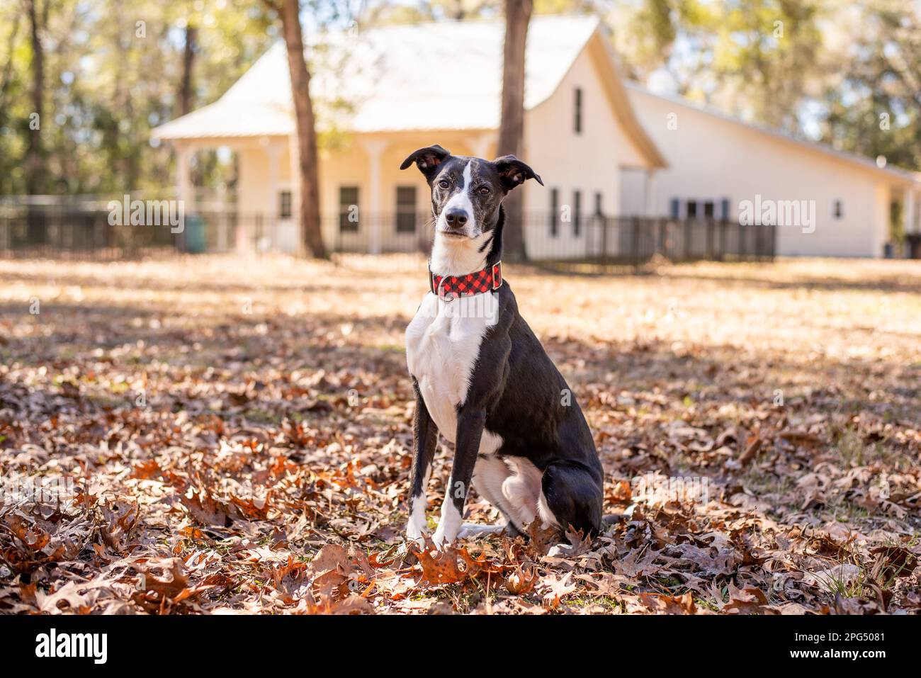 Schwarz-weißer Whippet Hund draußen in Herbstlaub. Stockfoto