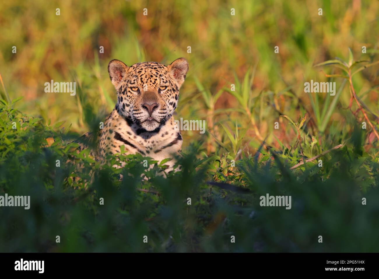 Nahaufnahme eines erwachsenen Jaguar (Panthera oca) am Ufer des Flusses Cuiaba in der Nähe von Porto Jofre im Pantanal, Mato Grosso, Brasilien Stockfoto