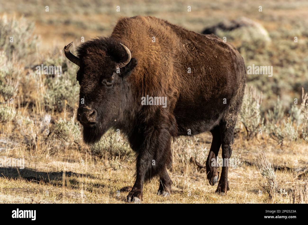 Wo die Büffel umherwandern Stockfoto