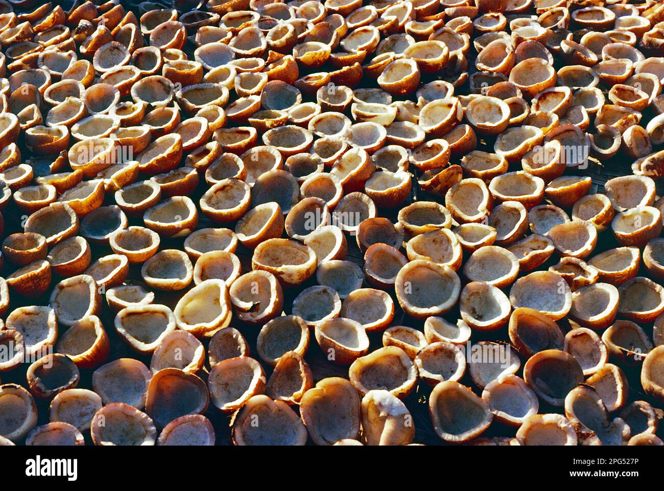 Indien. Kerala. Thiruvananthapuram. Kokosnüsse trocknen in der Sonne. Stockfoto