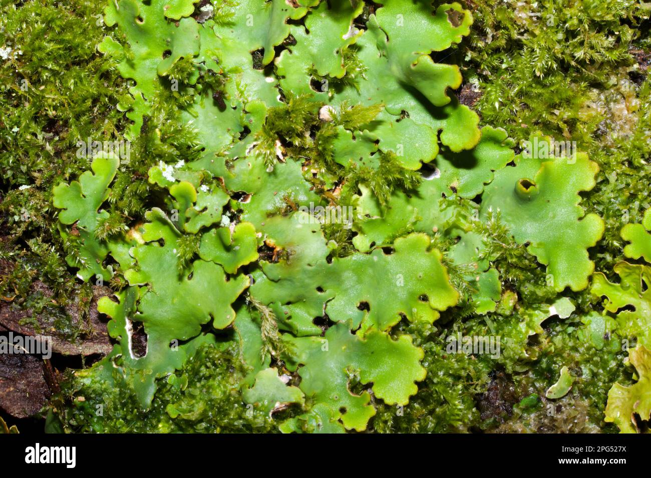 Ricasolia amplissima ist eine der seltensten der Familie der Lobariaceae Flechten, die sich hauptsächlich auf unberührte Meereswälder beschränkt. Stockfoto