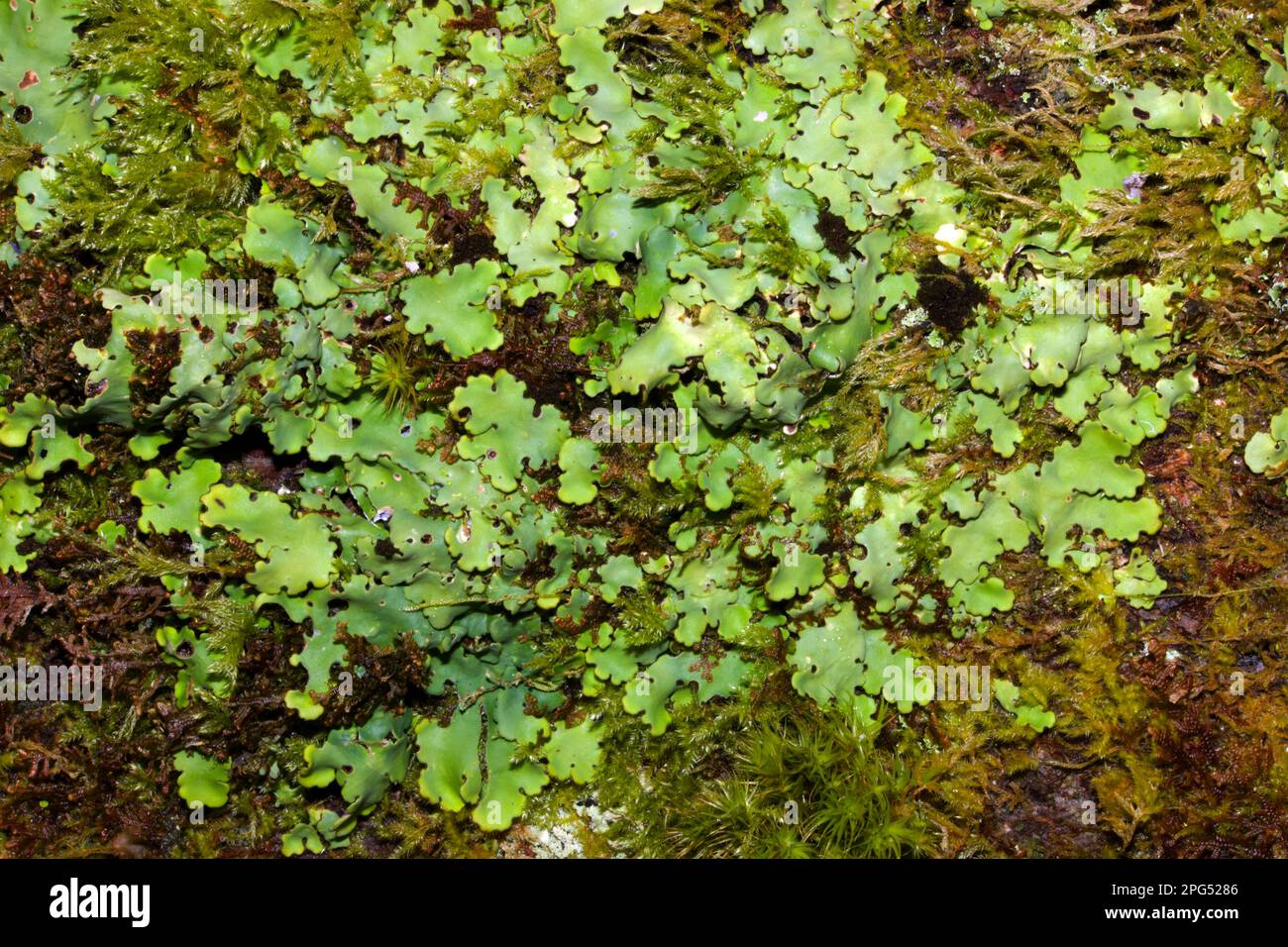 Ricasolia amplissima ist eine der seltensten der Familie der Lobariaceae Flechten, die sich hauptsächlich auf unberührte Meereswälder beschränkt. Stockfoto