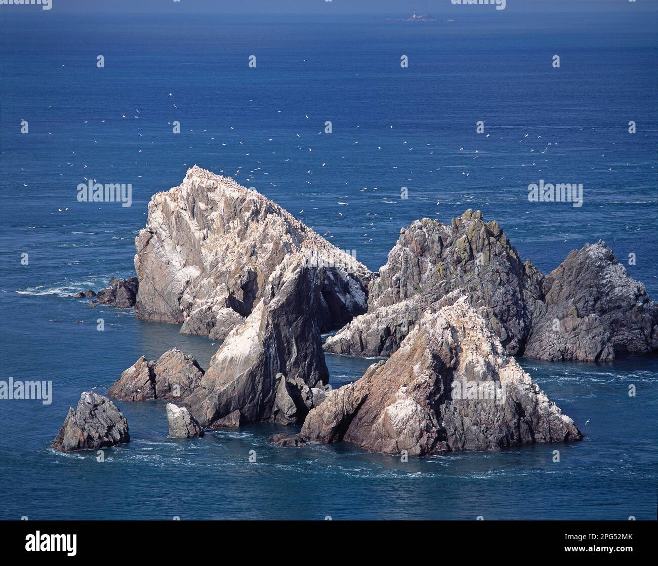 Britische Kanalinseln. Bailiwick von Guernsey. Alderney. Gannet Rocks Seevögelkolonie. Stockfoto