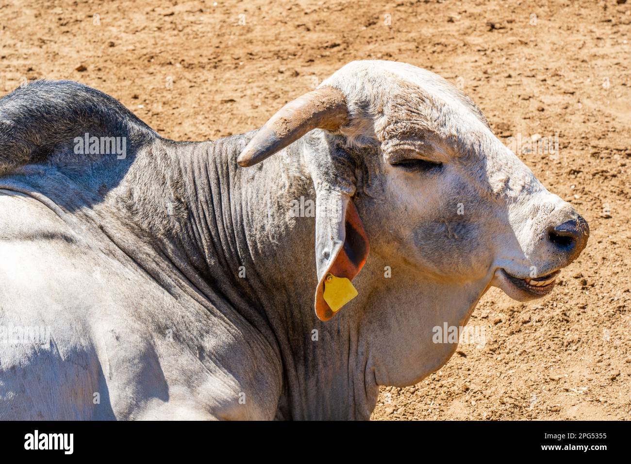Porträt eines indischen Bullen. Hochwertiges Foto Stockfoto