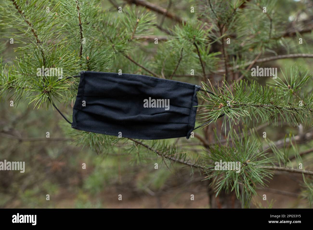 Medizinische Maske, die an den Zweigen eines Weihnachtsbaums im Wald hängt Stockfoto