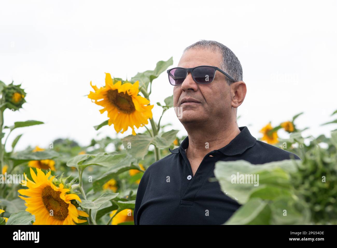 Ein seriöser Seniorenmann steht am Sommertag auf dem Sonnenblumenfeld, wenn die Blumen in voller Blüte stehen. Der Bauer steht und schaut auf das Sonnenblumenfeld. Ein alter Mann mit Sonnenbrille kontrolliert die Ernte. Stockfoto