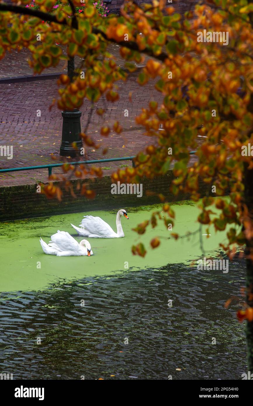 Zwei Schwäne im Wasserkanal in Leiden, Niederlande Stockfoto