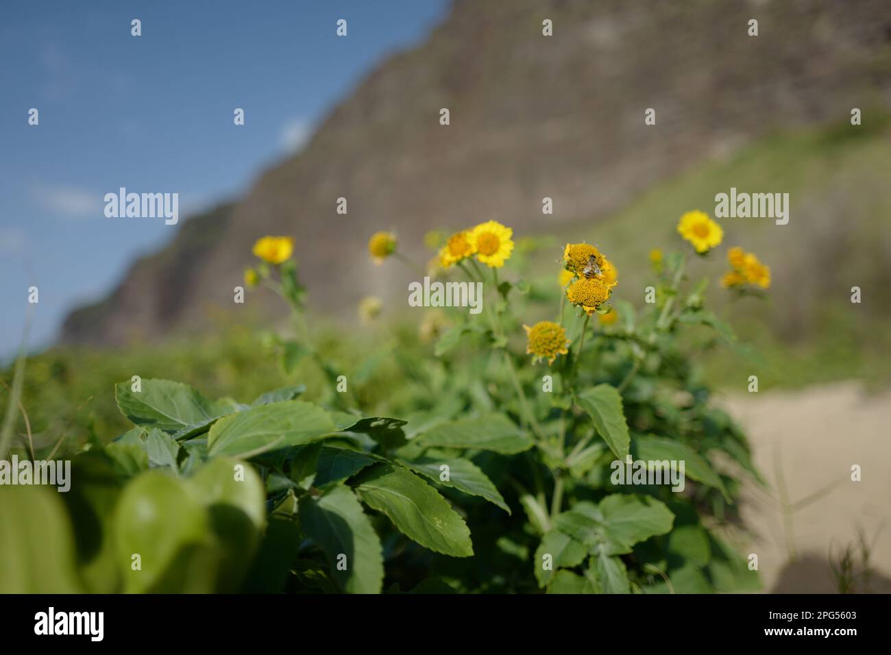 Gelbe Blume mit Biene am Polihale Beach auf Kauai Stockfoto