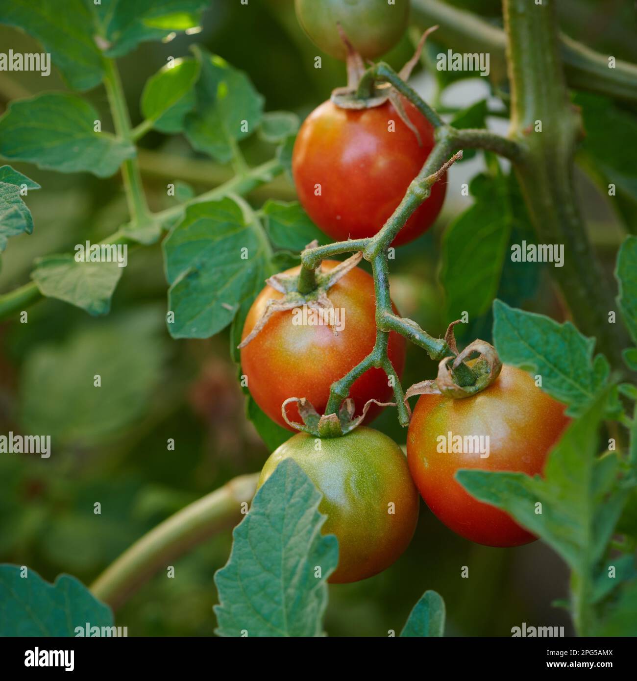 Kirschcocktail Tomaten, reifend, aus biologischem Anbau, offen bestäubt, Erbsorte. Stockfoto