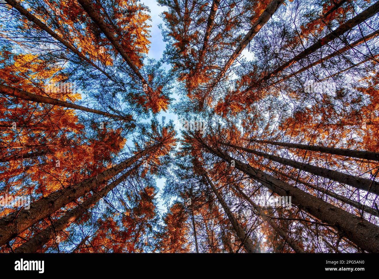 Blick auf den Wald aus niedrigem Winkel Stockfoto