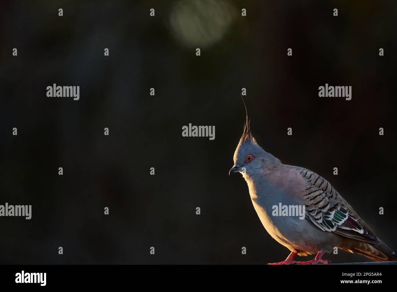 Einsame Kammtaube, Ocyphaps lophotes in der unteren linken Ecke des Rahmens, starke Seitenbeleuchtung, mit dunklem Negativraum. Stockfoto