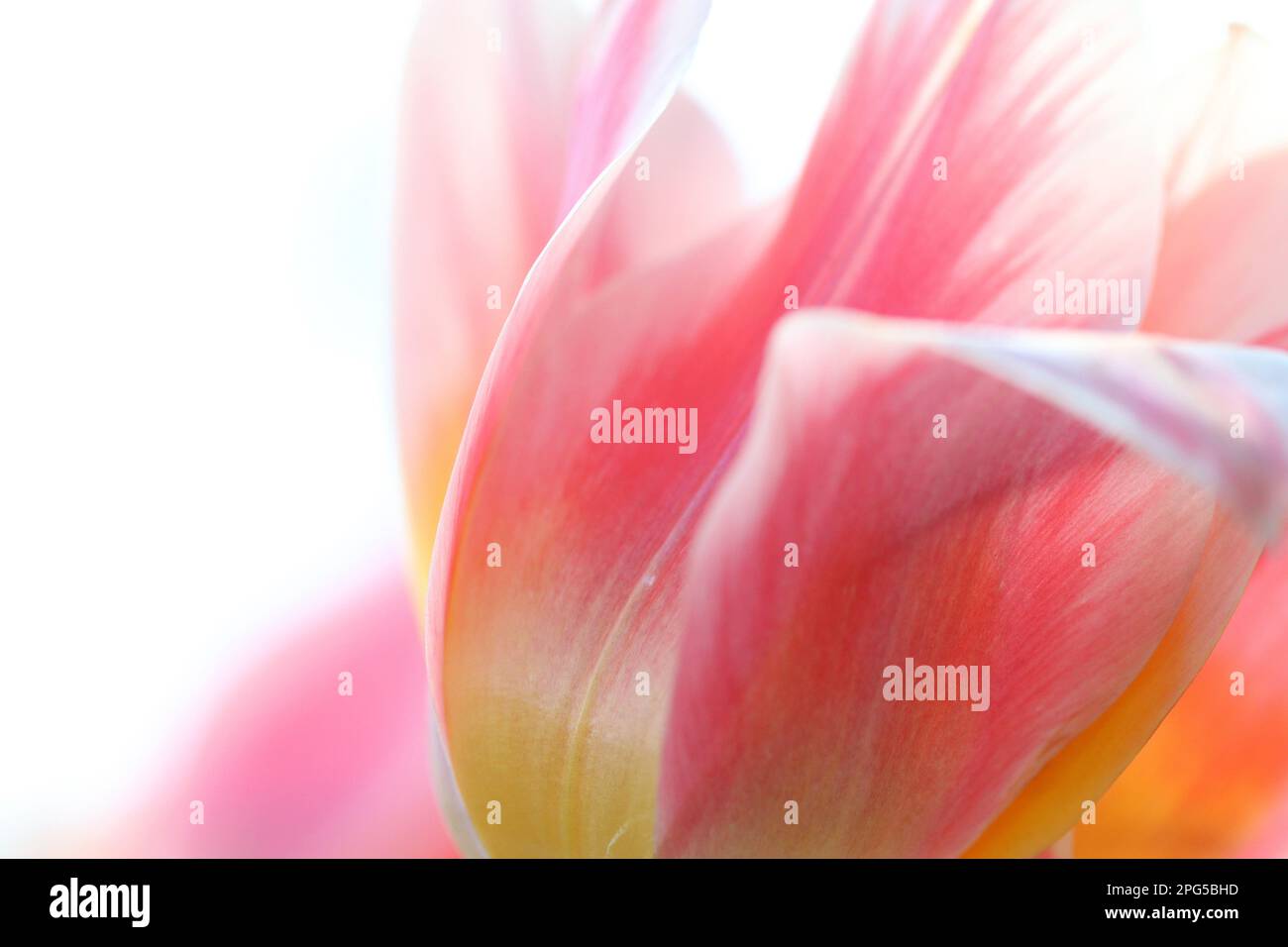 Eine abstrakte Nahaufnahme mit weichem Fokus der blassrosa, weißen und gelben Blütenblätter einer im Frühling blühenden lienblütigen Tulpe vor weißem Hintergrund Stockfoto