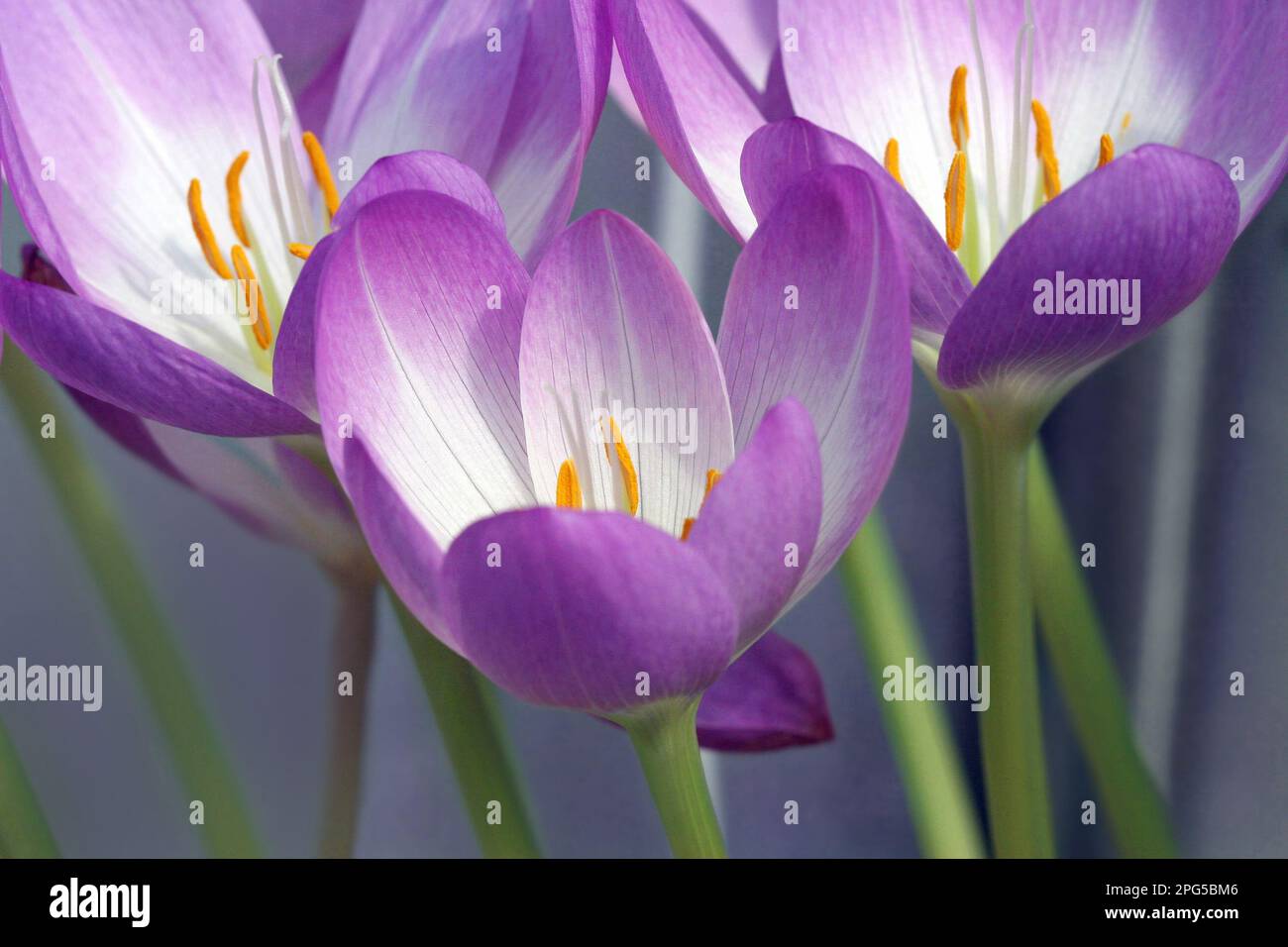 Vollformat-Nahaufnahme von Herbstkrokusse (Crocus speciosus), die in ihre hellen Kehlen und leuchtend orangefarbenen Anthers hinunterblicken. September, England Stockfoto