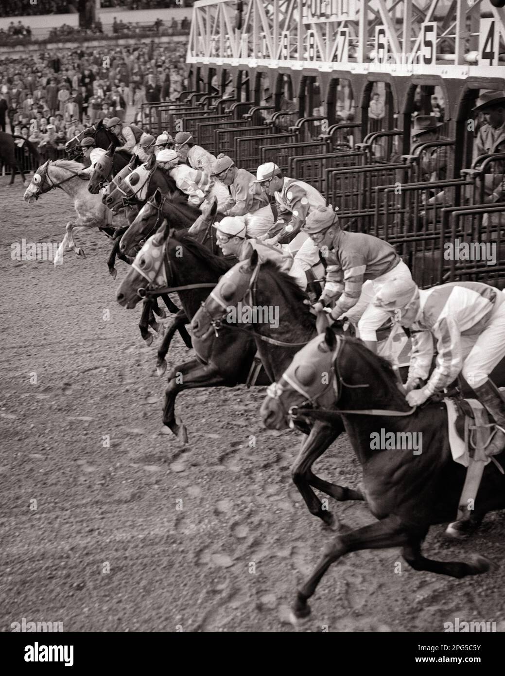 1950S SPORTART DER KÖNIGE 11 MÄNNER JOCKEYS, DIE AUF VOLLBLÜTERPFERDEN REITEN UND VOM STARTTOR DES PFERDERENNENS BRECHEN - H3744 HAR001 HARS STARTEN TRANSPORT JOCKEY B&W GATE TORE BRECHEN FÄHIGKEITEN 11 BERUF FÄHIGKEITEN SÄUGETIERE HOHE WINKEL STÄRKE GATES KARRIERE AUFREGUNG MÄCHTIGE RICHTUNG BESCHÄFTIGUNG BESCHÄFTIGUNG BESCHÄFTIGUNG KONZEPT ELF JOCKEYS CHANCEN RENNT MITARBEITERZUSAMMENARBEIT SÄUGETIER SCHWARZ UND WEISS WEISSE WEISSE ETHNISCHE ZUGEHÖRIGKEIT HAR001 HISPANIC ETHNISCHE HERKUNFT ALTMODISCH Stockfoto