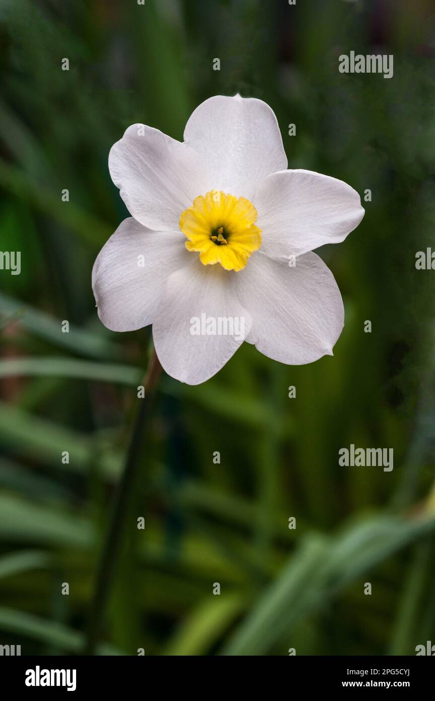 Nahaufnahme von Narcissus Segovia im Frühjahr. Eine zweifarbige weiße und gelbe Abteilung 3 kleine Narzisse mit Schalenmotiv und eine frostharte Laubblüte Stockfoto