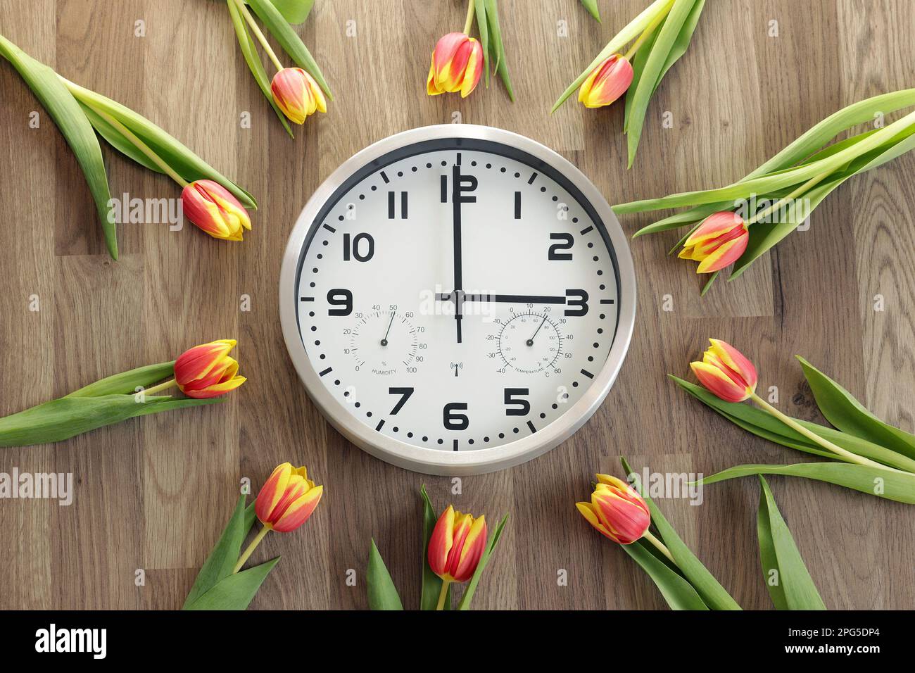 Eine Uhr zeigt drei Stunden an. Tulpen liegen herum. Ein Symbol für die Zeitänderung. Sommerzeit. Bewegen Sie die Hände nach vorne. Stockfoto