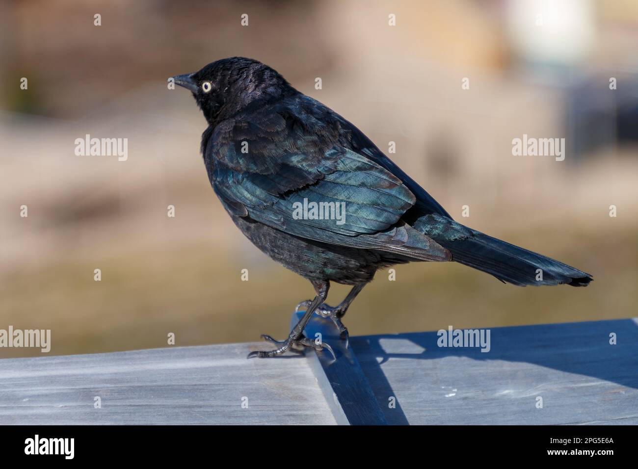 Ein Brewer's Blackbird sitzt auf einem Zaun. Der Vogel zeigt teilweise weg und der Hintergrund ist verschwommen. Der Vogel ist schwarz, glänzend blau und weiß Stockfoto