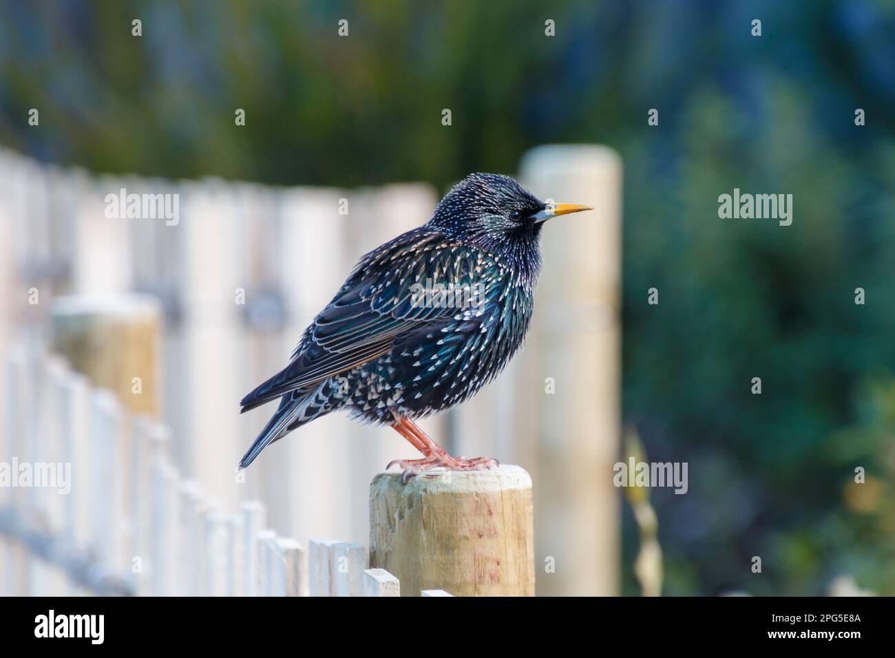 Ein Brewer's Blackbird sitzt auf einem Zaun. Der Vogel zeigt teilweise weg und der Hintergrund ist verschwommen. Der Vogel ist schwarz, glänzend blau und weiß Stockfoto