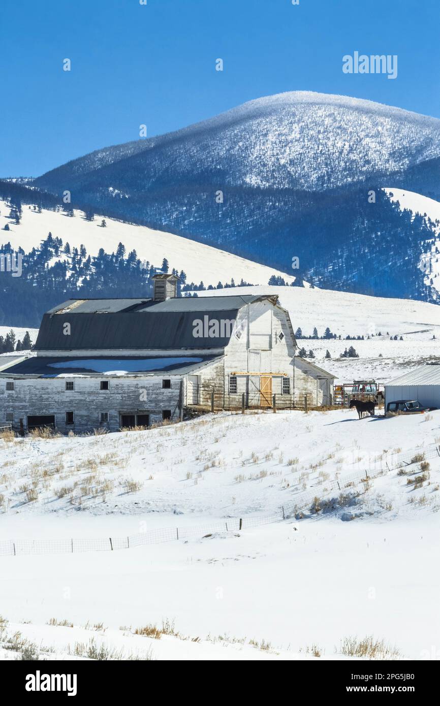 Alte Scheune unter dem berg nevada im Winter bei Helmville, montana Stockfoto