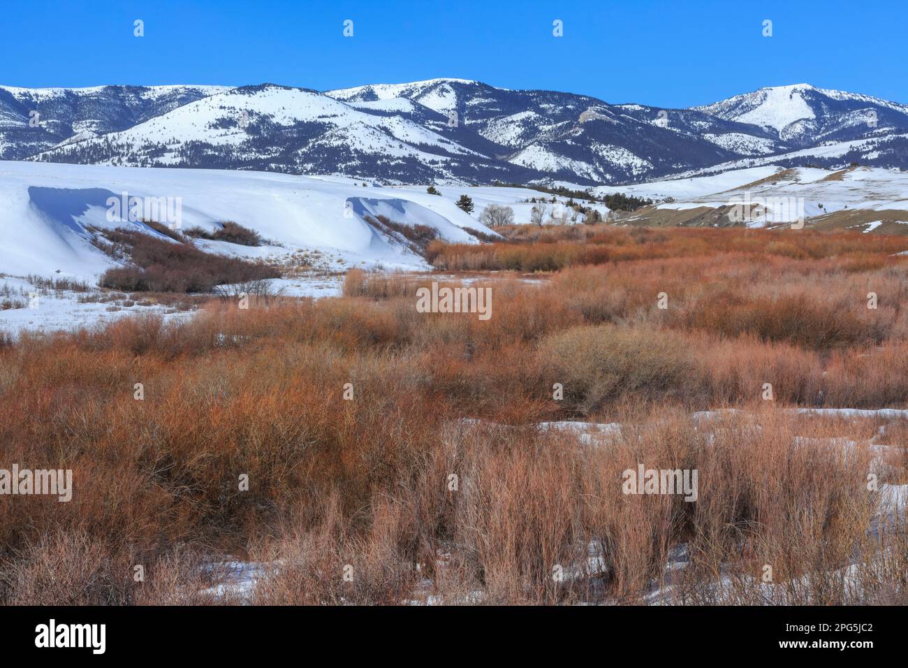 Dichte Ufervegetation entlang des großen Stinkbuches im Winter unterhalb der kontinentalen Wasserscheide bei augusta, montana Stockfoto