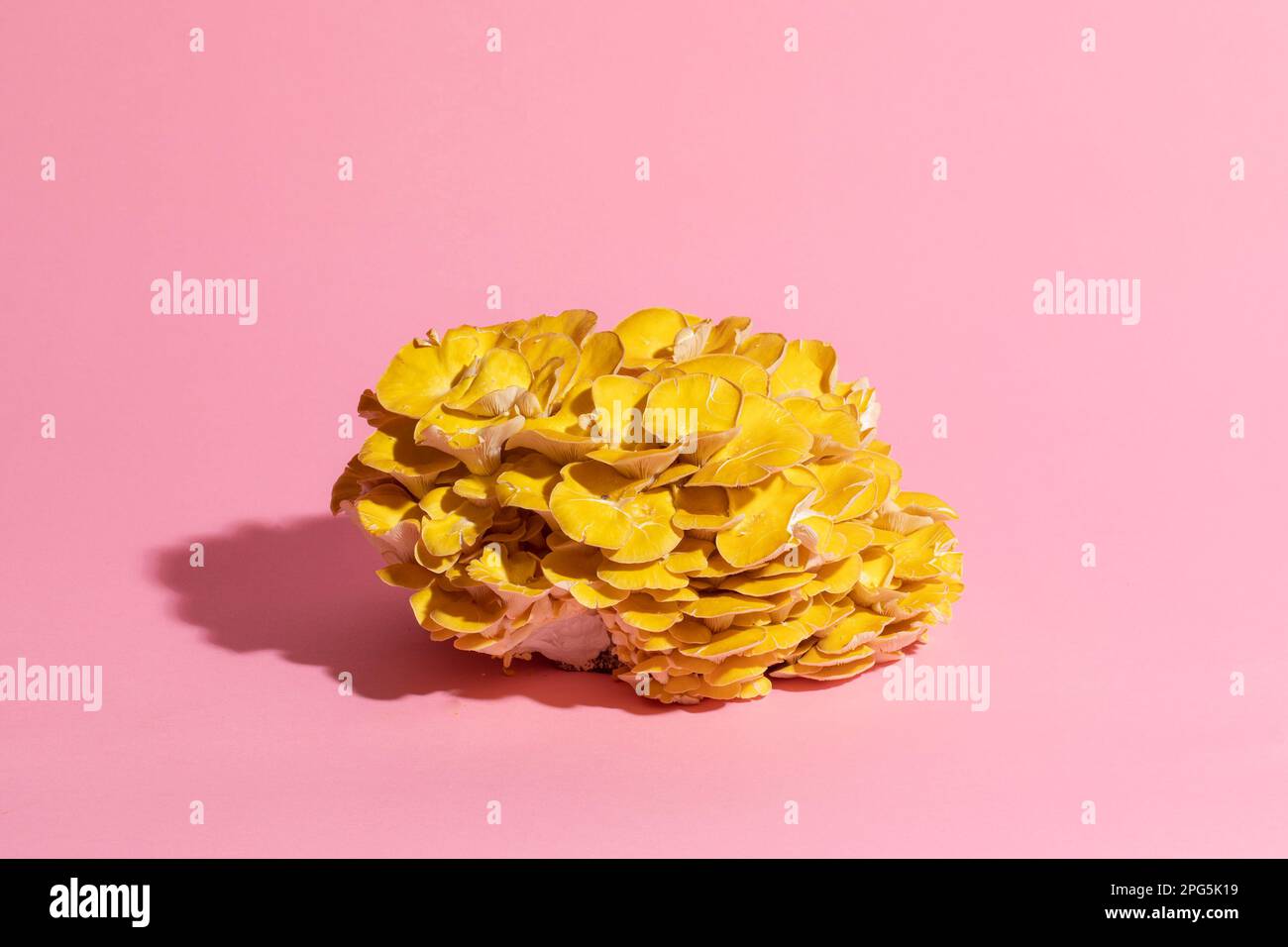Golden Oyster Mushroom auf pinkfarbenem Hintergrund Stockfoto