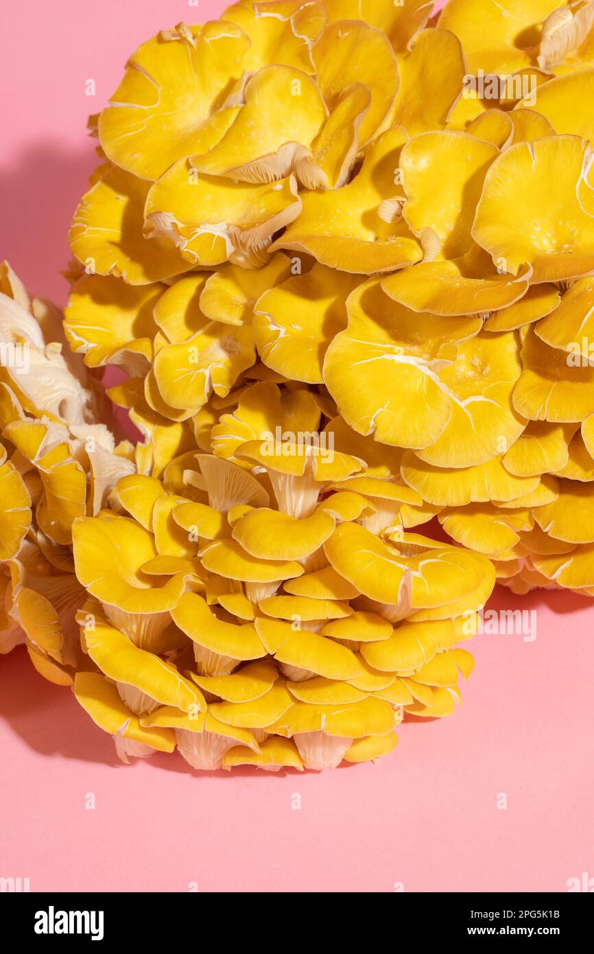 Nahaufnahme des goldenen Austernpilzes auf rosafarbenem Hintergrund Stockfoto