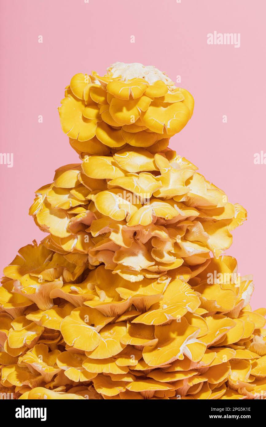 Nahaufnahme des „Top of Golden Oyster“-Pilzes auf pinkfarbenem Hintergrund Stockfoto
