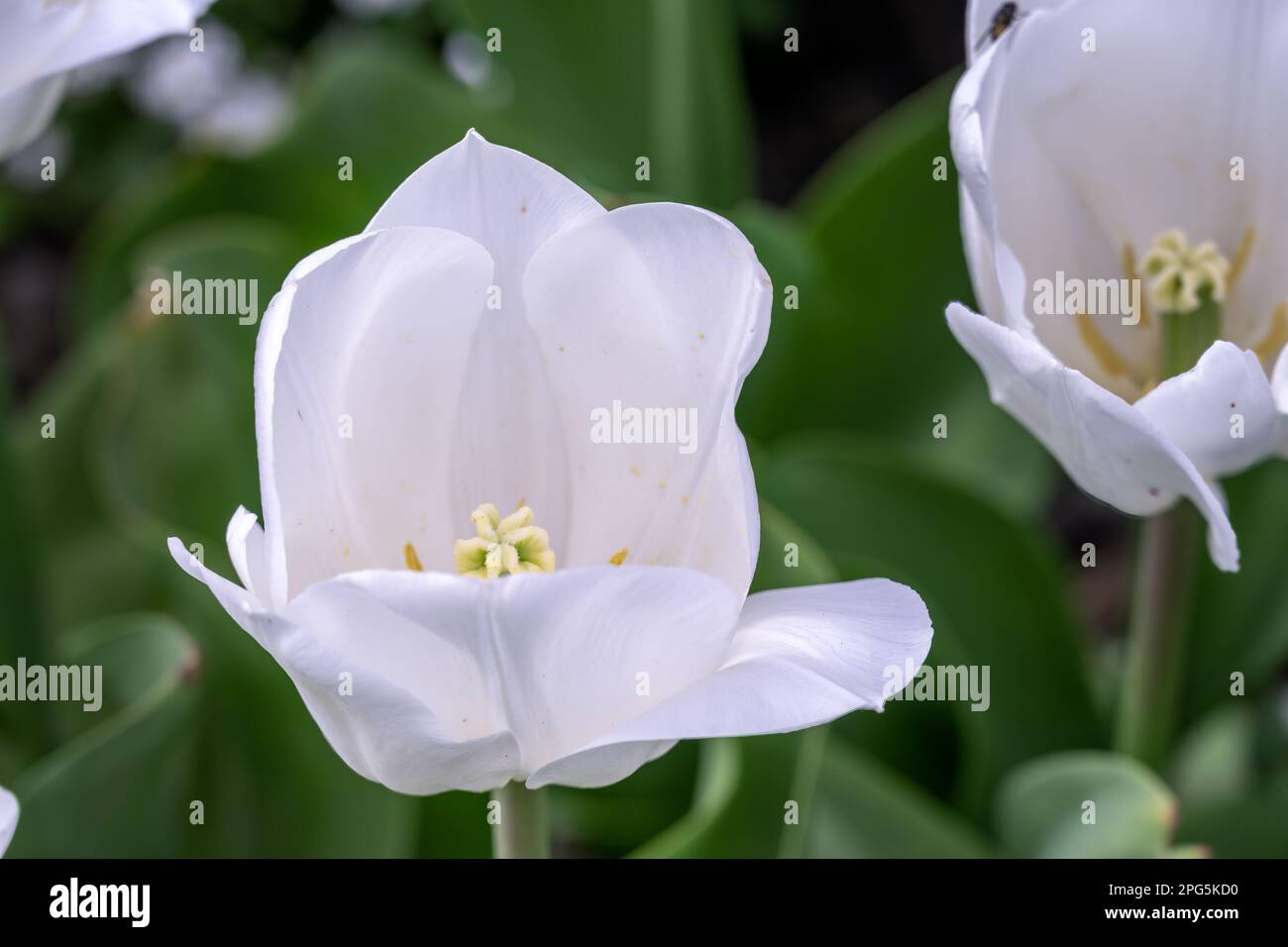 Schöner Tulipa Weißer Traum im Frühling, aus nächster Nähe Stockfoto