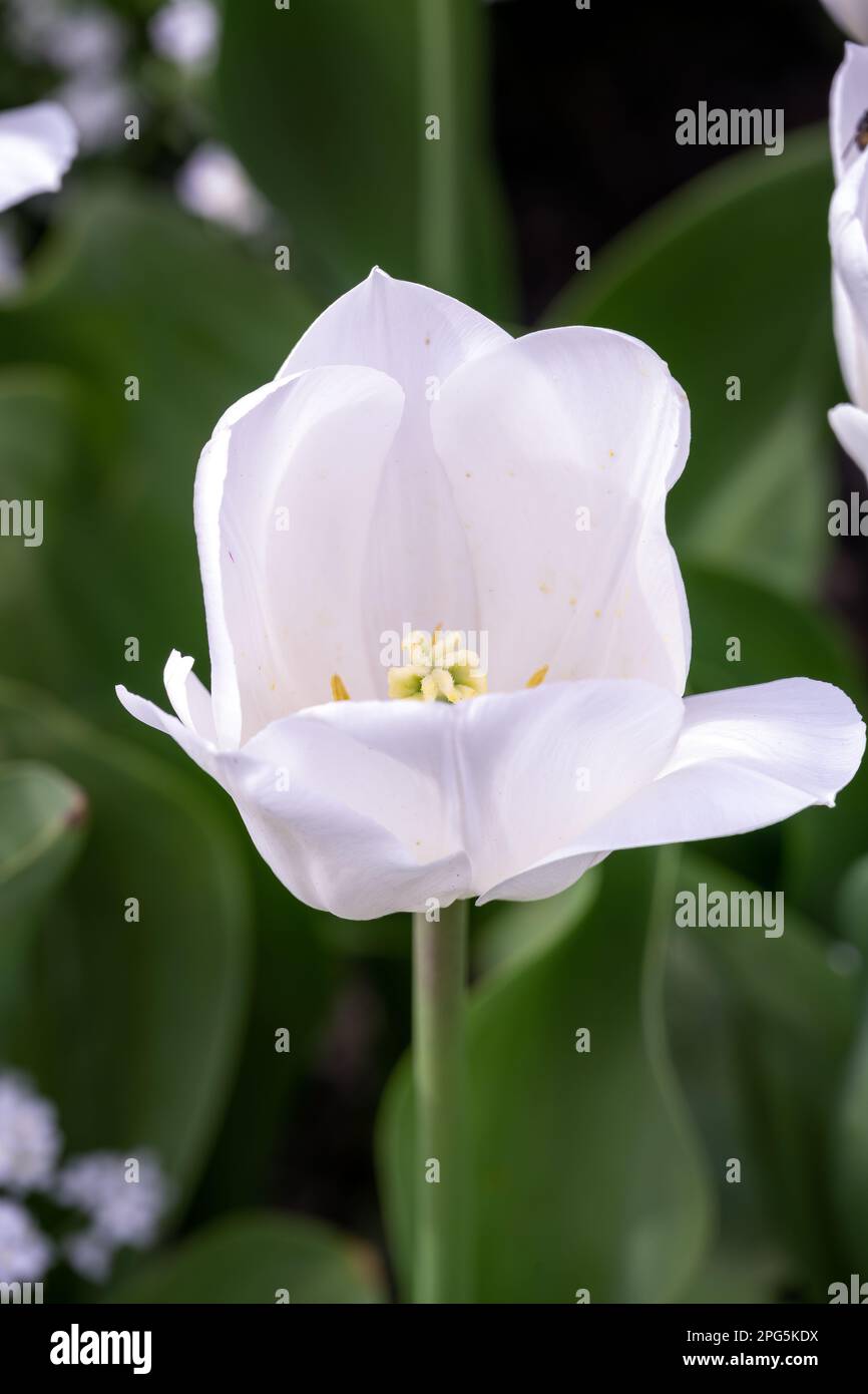 Schöner Tulipa Weißer Traum im Frühling, aus nächster Nähe Stockfoto