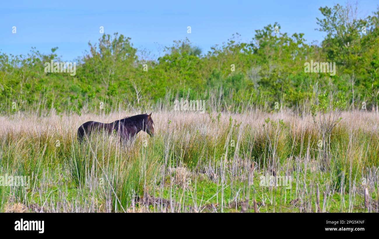 Wildpferde in der Prärie im Prairie Preserve State Park Florida USA. Stockfoto
