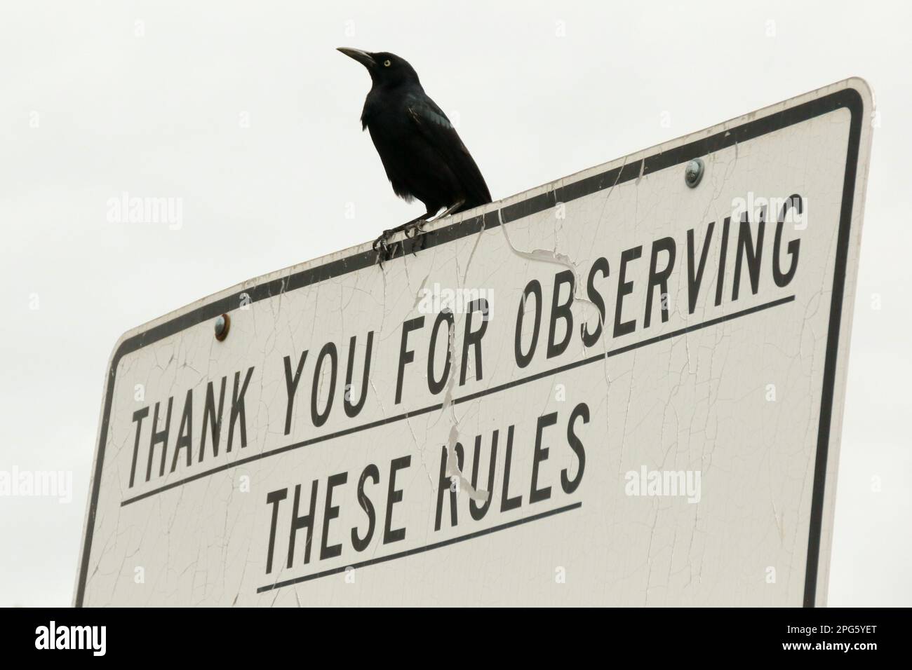 Black Bird auf dem Schild am Eingang zum State Park am Bush Highway in Mesa, Arizona Stockfoto