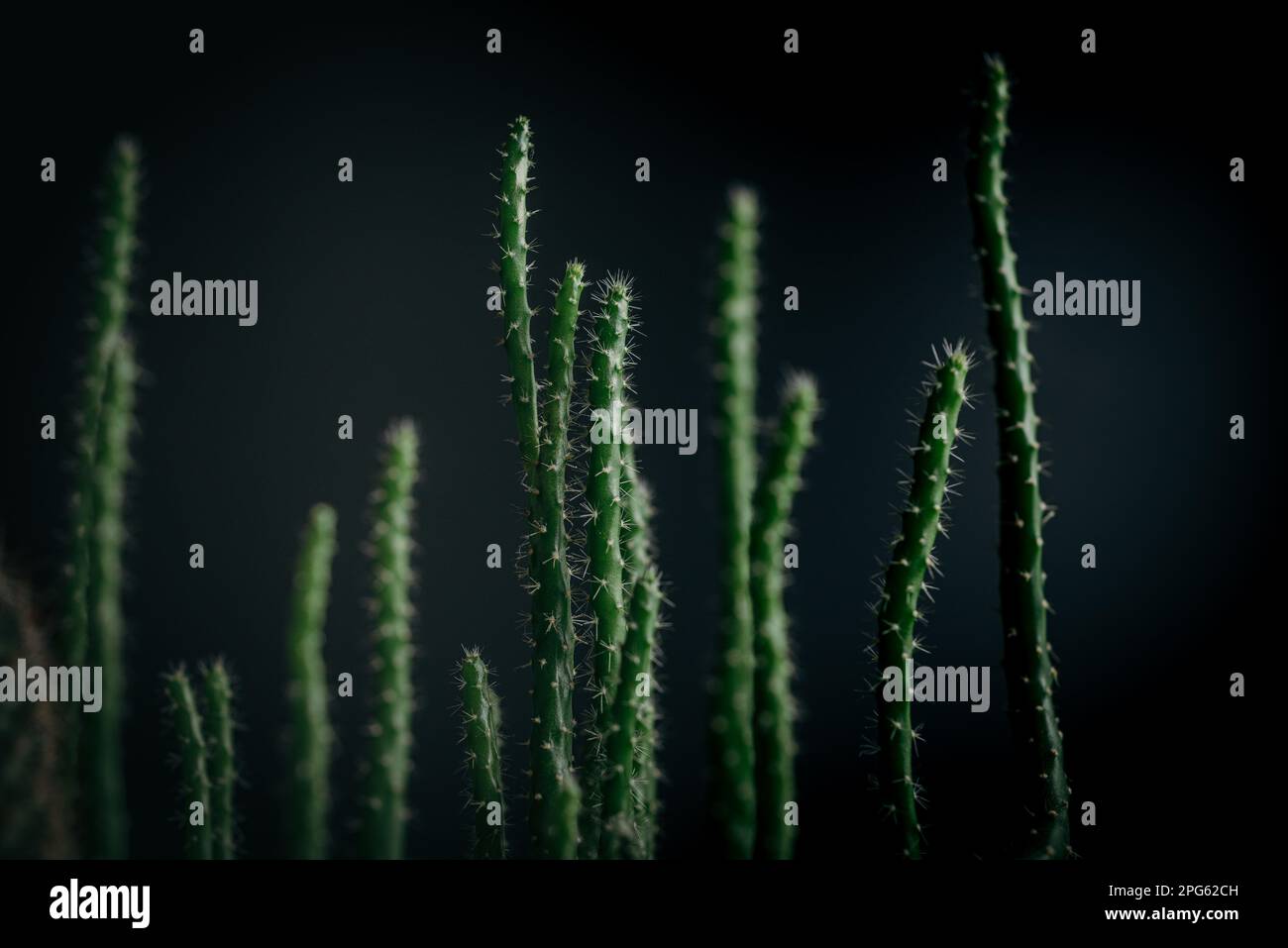 Nahaufnahme der dunkelgrünen Kaktusstruktur Stockfoto