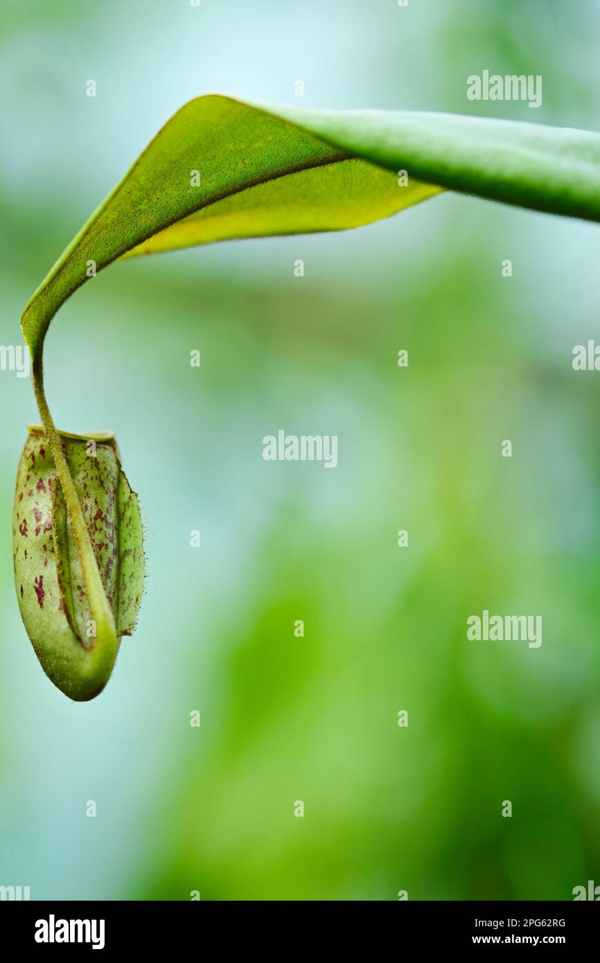 Nahaufnahme einer Nepenthes-Ampullaria-Pflanze mit grünem Bokeh Stockfoto