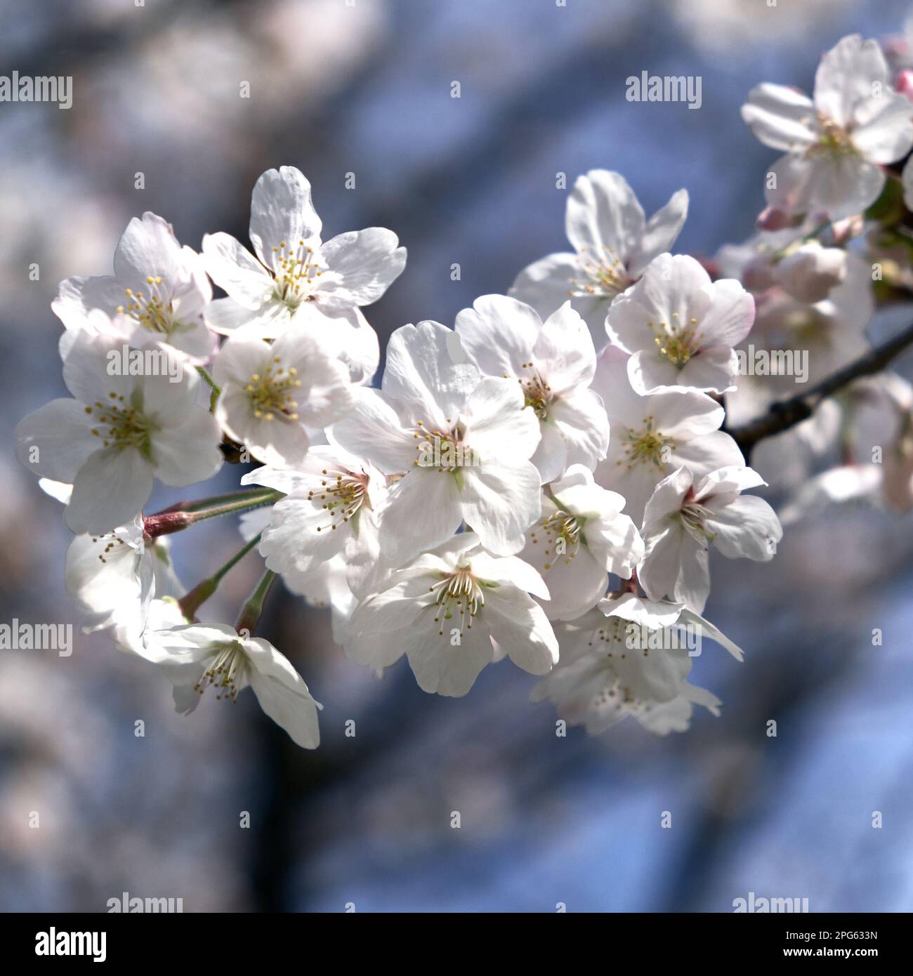 Weiße Kirschblüte auf blauem Himmelshintergrund Stockfoto