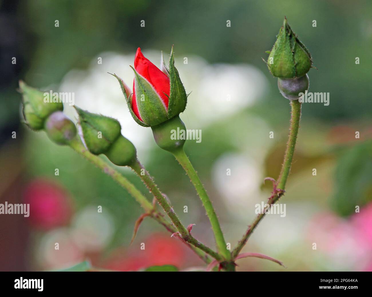 Die Knospe der roten Rose Stockfoto