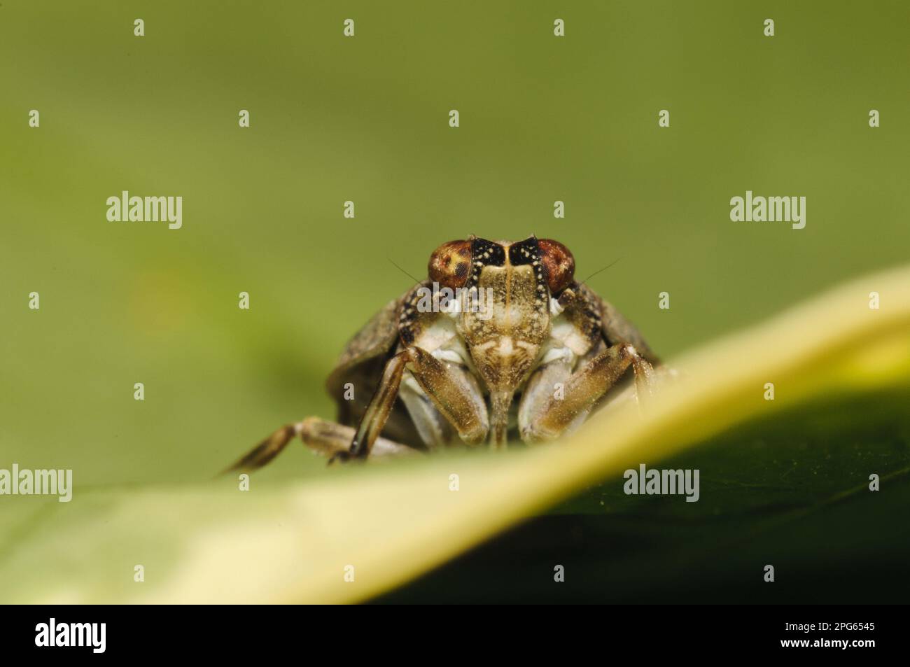 Beetle cicada (Issus coleoptratus), Beetle cicada, Cicada, Cicadas ...