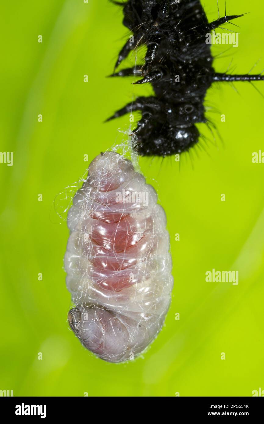 Ichneumon Wasp (Ichneumon sp.) Larve, sich drehender Kokon nach Verlassen von Body of Peacock Butterfly (Aglais io) Larva Wirt, Powys, Wales, Vereinigtes Königreich Stockfoto