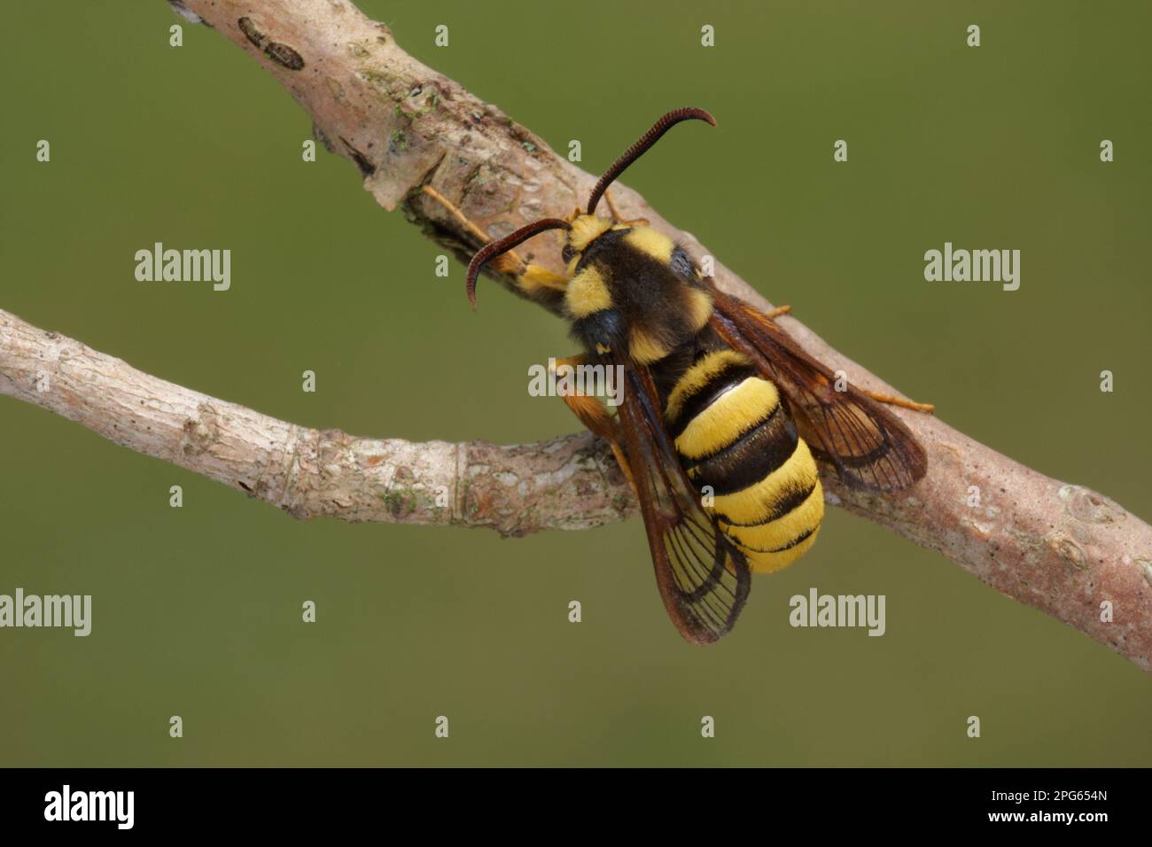 Hornet Clearwing (Sesia apiformis), weiblich, ruhend auf Zweig, Leicestershire, England, Vereinigtes Königreich Stockfoto