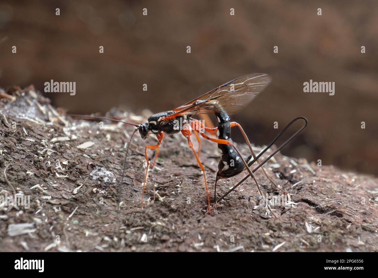 Sabre Wasp (Rhyssa persuasoria), weiblich, Ewigkeit in Kiefernholz im Wald, Leicestershire, England, Vereinigtes Königreich Stockfoto