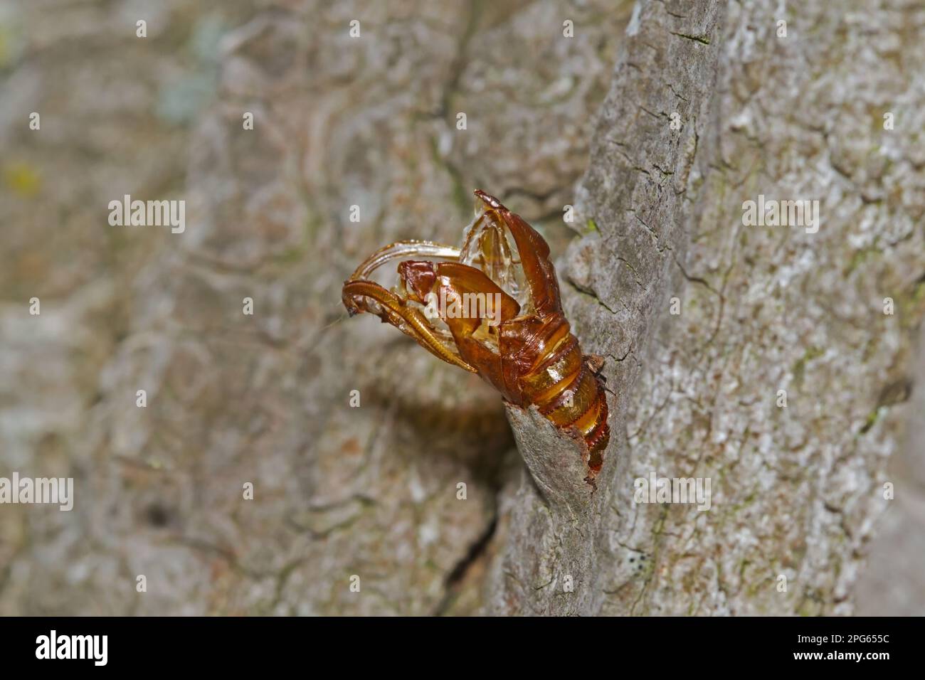 Aegeria apiformis, pennisetia hylaeiformis (Sphinx apiformis), Bienenglas, andere Tiere, Insekten, Schmetterlinge Stockfoto