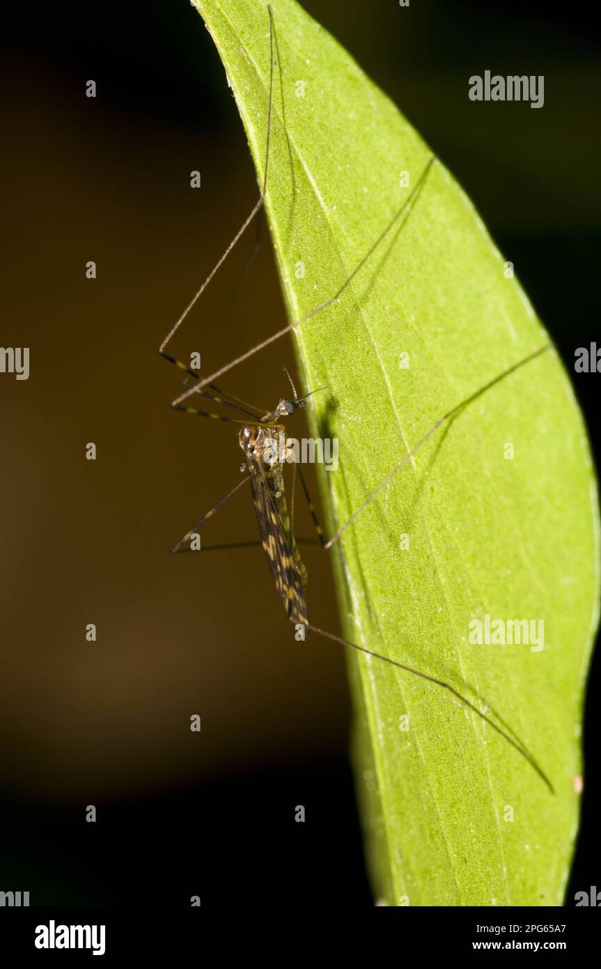 Ringmücken, Große Hausmücken, Ringmücken (Culicidae), Große Hausmücken, Ringschlange, Ringschlangen, Andere Tiere, Insekten Stockfoto