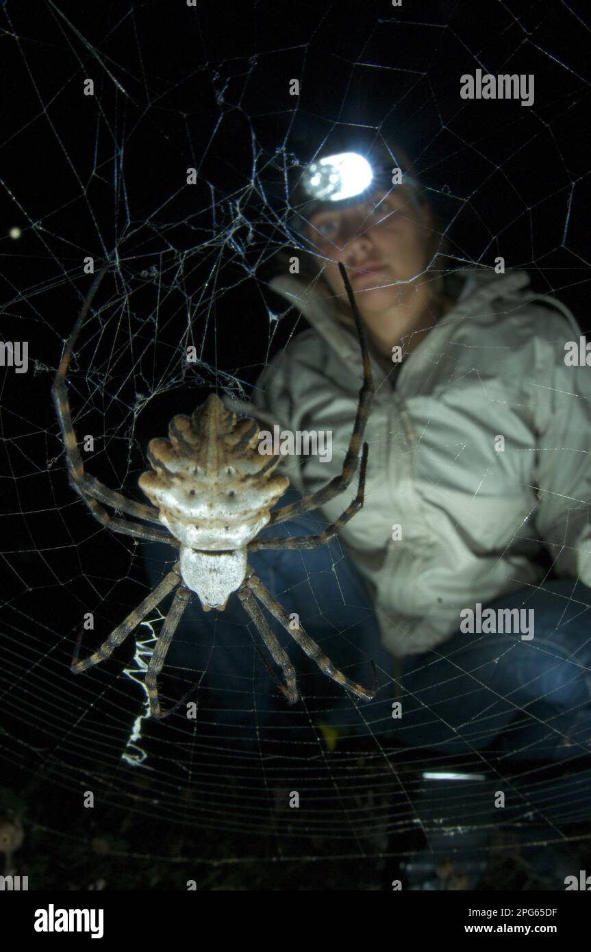 Argiope lobata (Argiope lobata), weiblich, nachts vernetzt, beobachtet von einem Forscher, Korsika, Frankreich Stockfoto