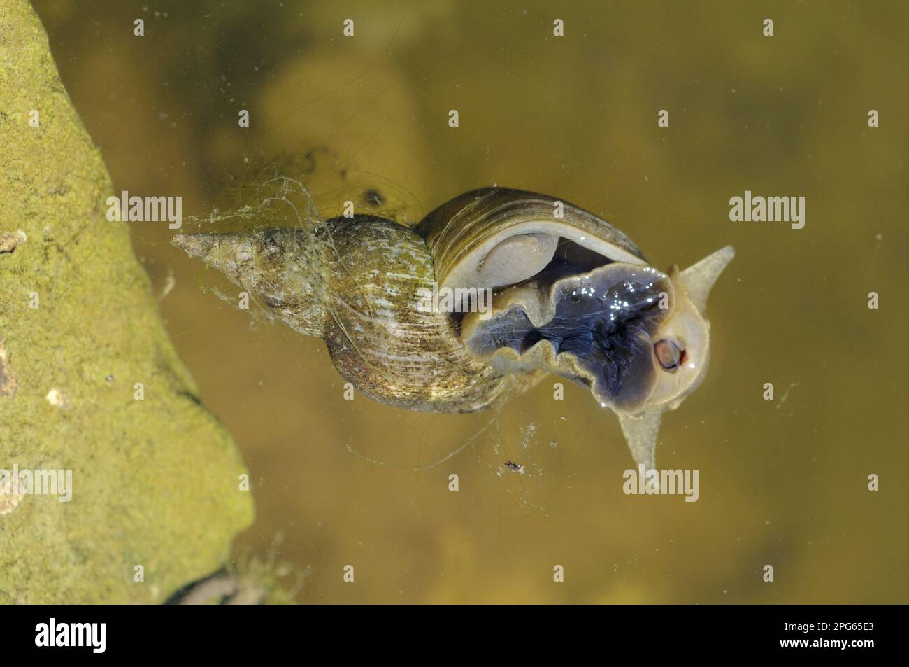 Spitzschlammschnecken lymnaea stagnalis Fotos und Bildmaterial in