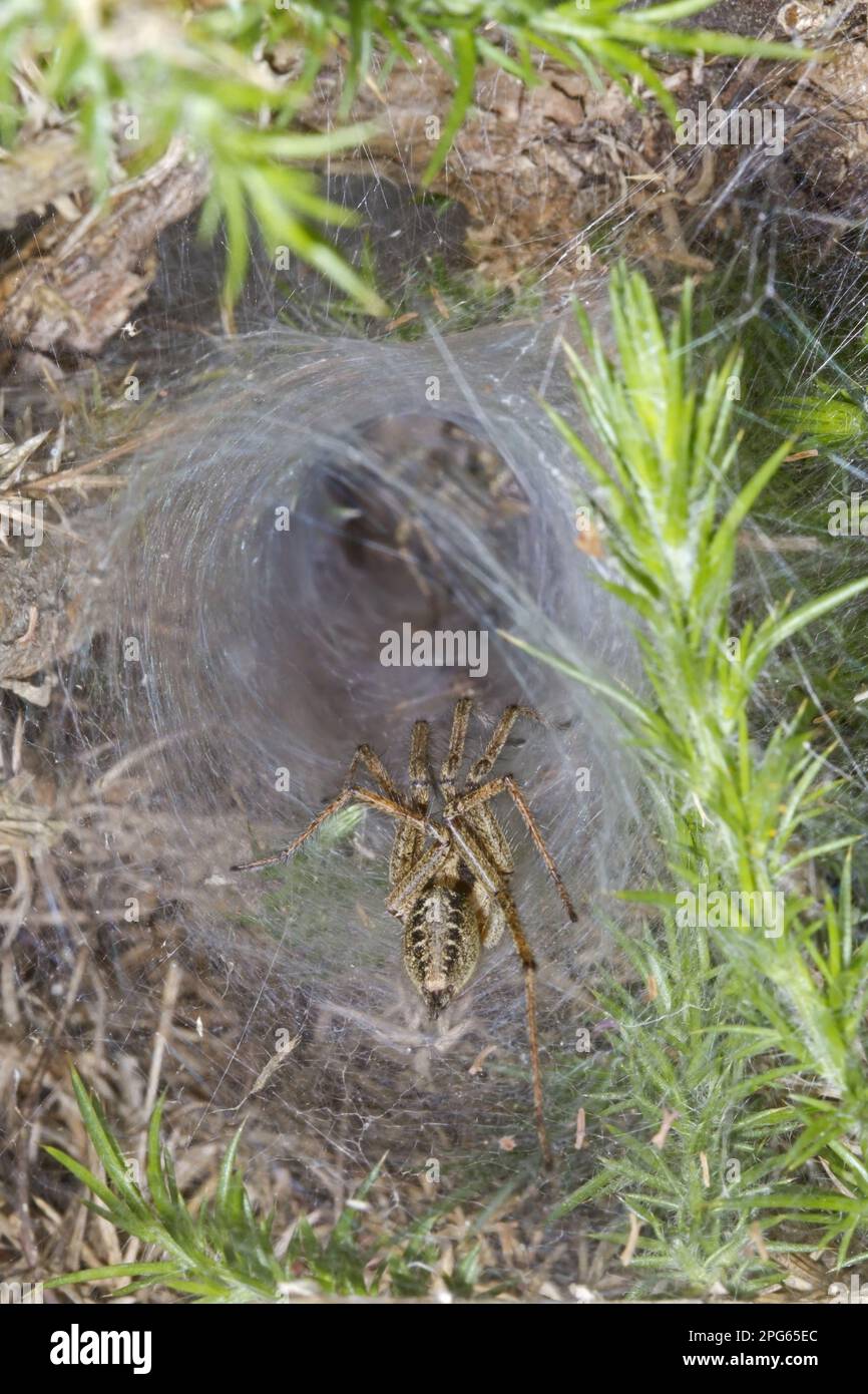 Labyrinth Spider (Agelena labyrinthica), männlich, männlich, sich im Nisttrichter vorsichtig der Frau nähern, Norfolk, England, Vereinigtes Königreich Stockfoto