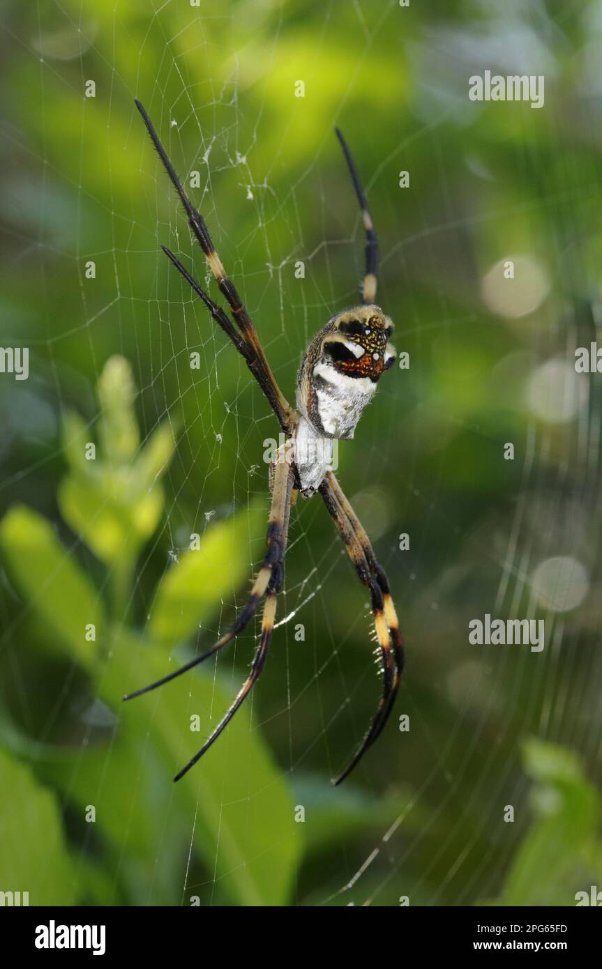 Andere Tiere, Spinnen, Arachniden, Tiere, silberargiope (Argiope argentata), Silberargiope Erwachsene, im Netz ruhend, Rupununi, Guyana Stockfoto