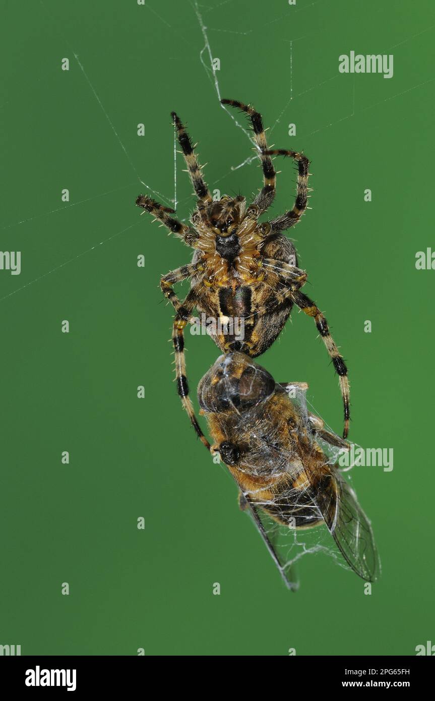 Gartenkreuzspinne, Gartenkreuzspinne, Gartenkreuzspinne, europäische Gartenspinnen (Araneus diadematus), andere Tiere, Spinnen, Arachniden Stockfoto