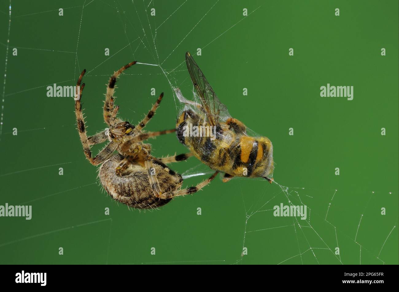Gartenkreuz-Spinne, Gartenkreuz-Spinne, europäische Gartenspinne (Araneus diadematus), andere Tiere, Spinnen, Arachniden, Tiere, Radspinnen Stockfoto
