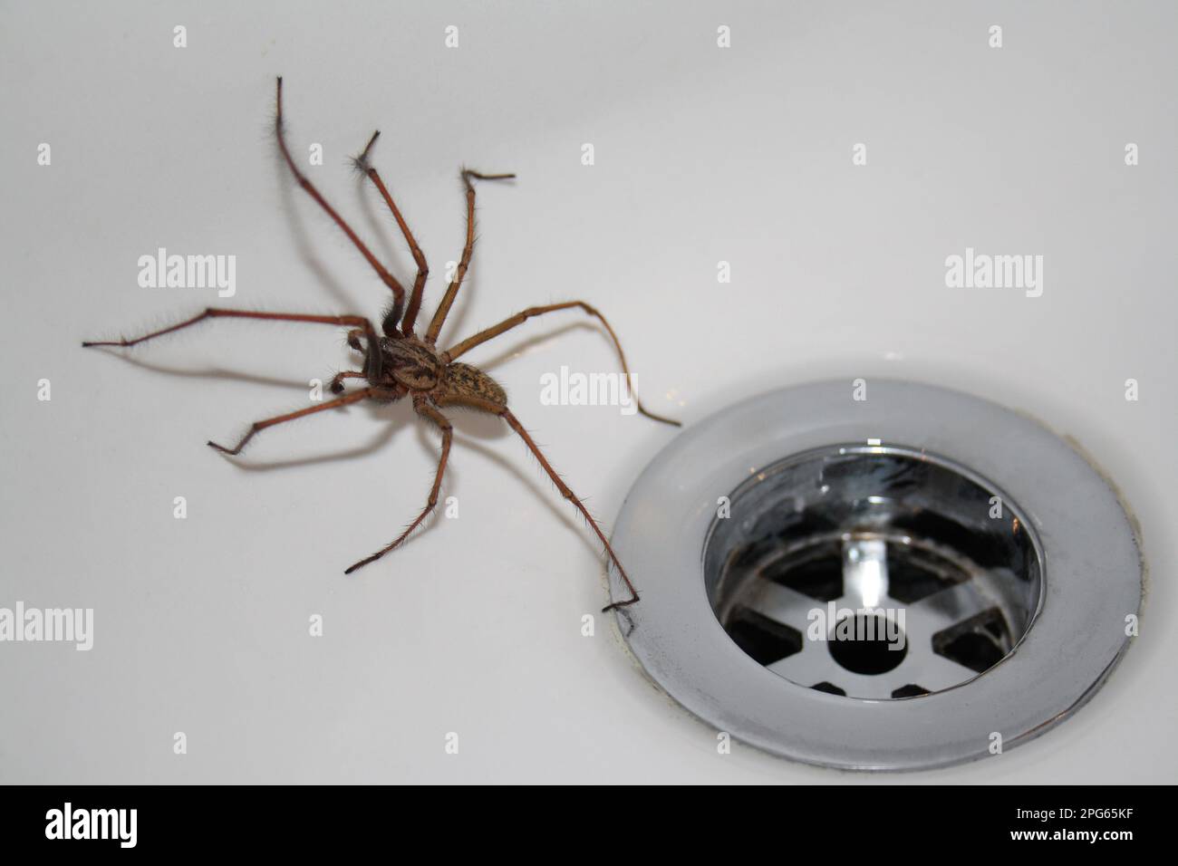 Giant House Spider (Tegenaria gigantea), Erwachsener, nachts im Waschbecken im Badezimmer, Suffolk, England, Großbritannien Stockfoto