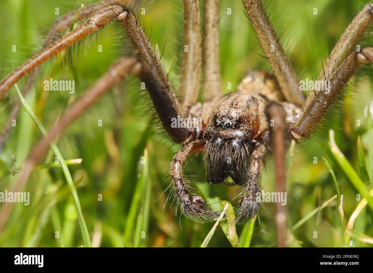 Giant House Spider (Tegenaria gigantea), männlicher Erwachsener, der über den Garten geht, nachdem er aus dem Haus geschleudert wurde, Belvedere, Bexley, Kent, England Stockfoto
