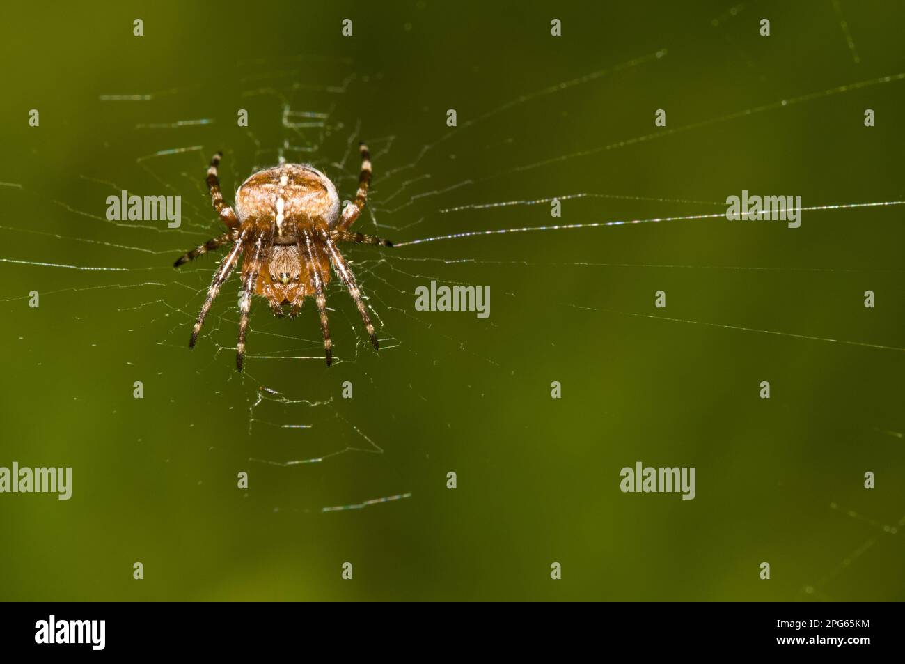 Gartenkreuz-Spinne, Gartenkreuz-Spinne, europäische Gartenspinne (Araneus diadematus), andere Tiere, Spinnen, Arachniden, Tiere, Radspinnen Stockfoto